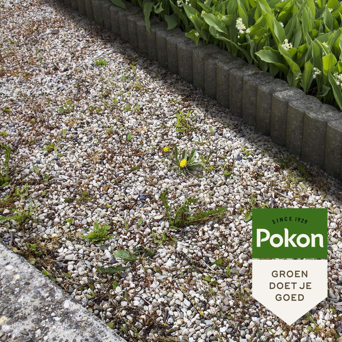 Pokon concentrat lichid anti-uscători de buruieni - 225ml