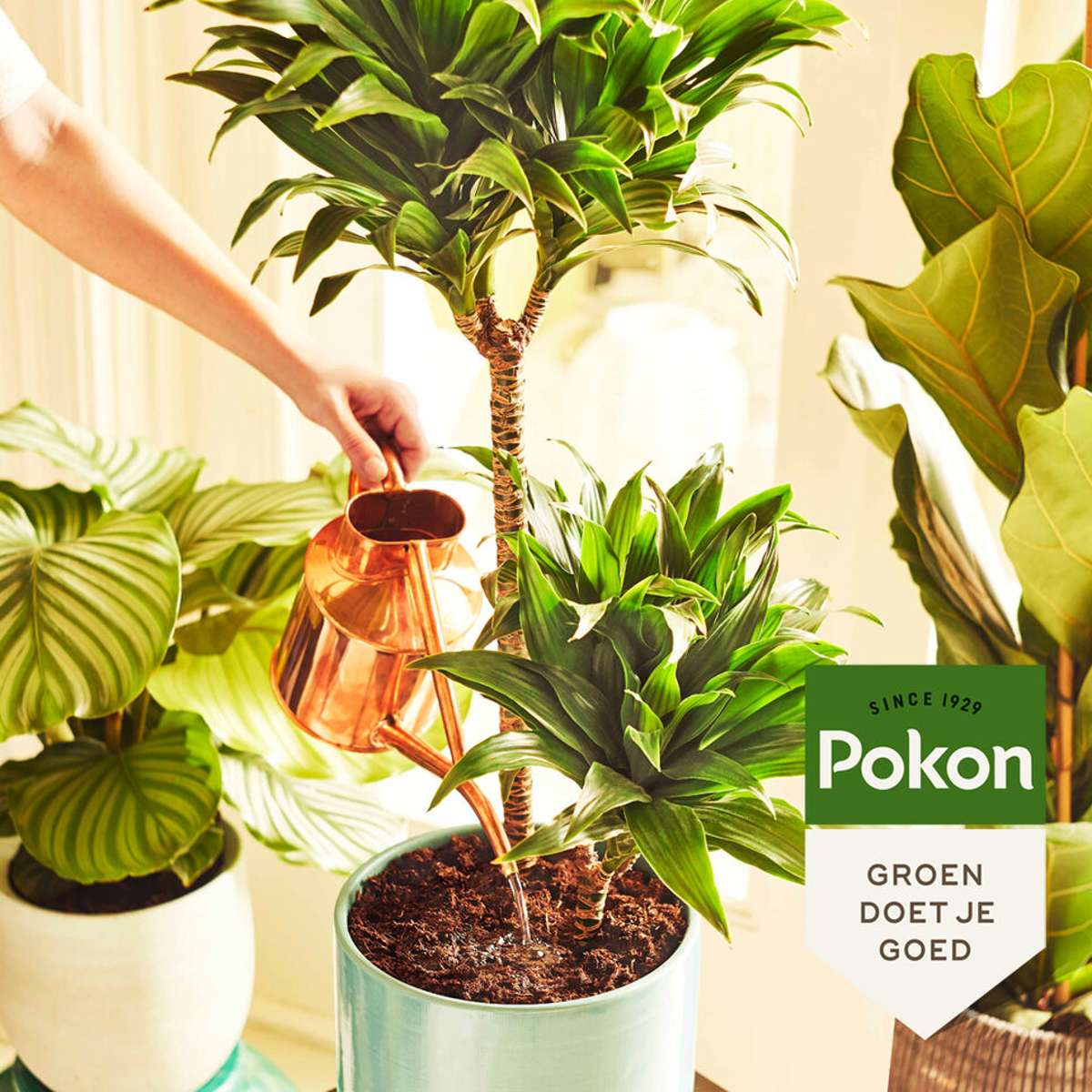 Pokon hrana pulbere pentru plante de interior – 100 grame