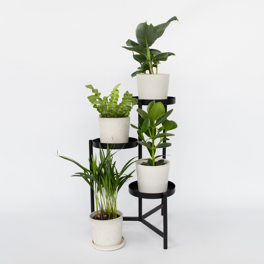 Plante de casă 'Cvartetul verde' - 4 buc - Înălţime 25-40cm - ⌀12cm