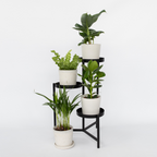 Plante de casă 'Cvartetul verde' - 4 buc - Înălţime 25-40cm - ⌀12cm