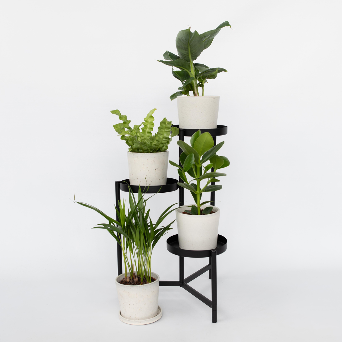 Plante de casă 'Cvartetul verde' - 4 buc - Înălţime 25-40cm - ⌀12cm
