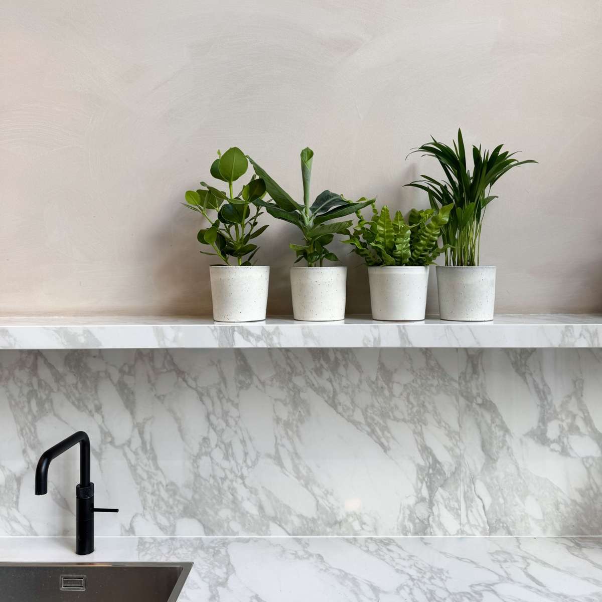 Plante de casă 'Cvartetul verde' - 4 buc - Înălţime 25-40cm - ⌀12cm