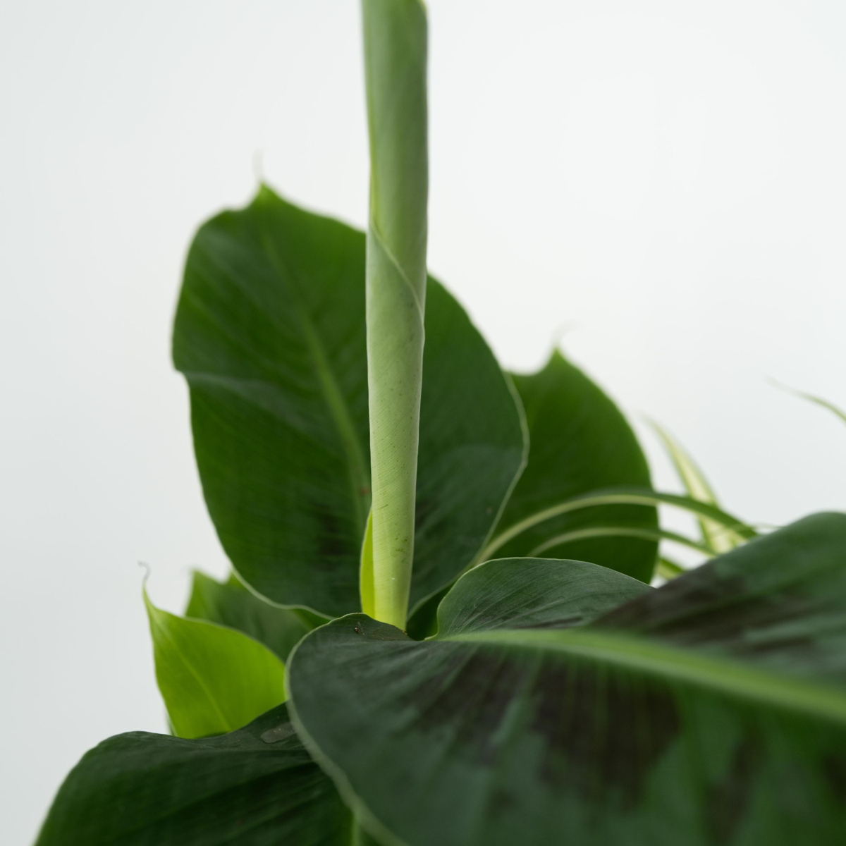 Plante de casă 'Cvartetul verde' - 4 buc - Înălţime 25-40cm - ⌀12cm