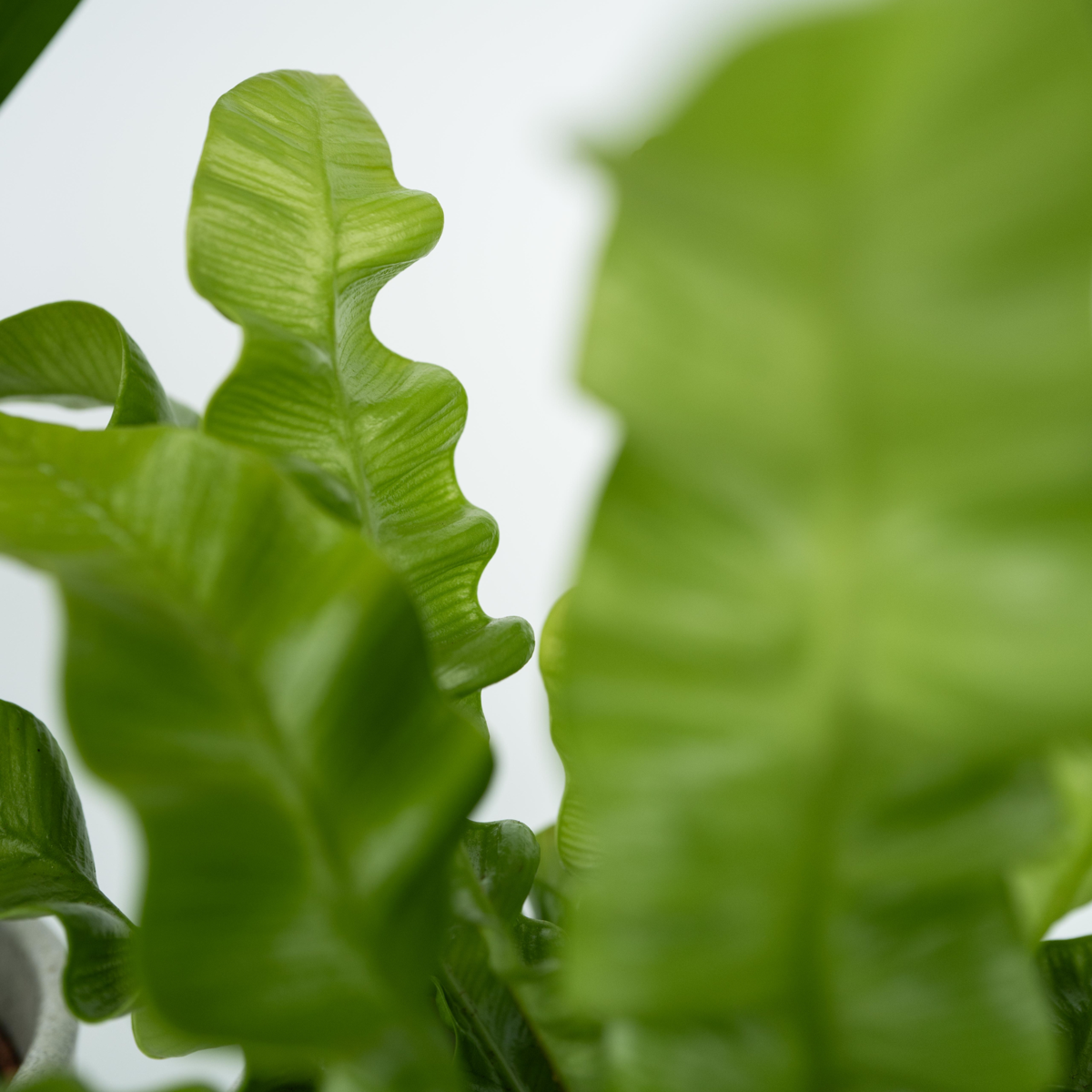 Plante de casă 'Cvartetul verde' - 4 buc - Înălţime 25-40cm - ⌀12cm
