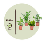 Plante de casă 'Cvartetul verde' - 4 buc - Înălţime 25-40cm - ⌀12cm
