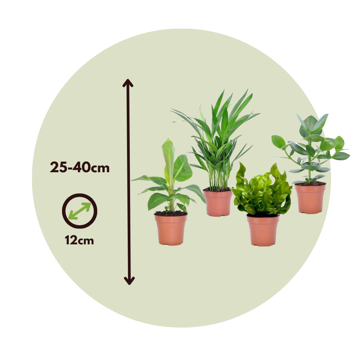 Plante de casă 'Cvartetul verde' - 4 buc - Înălţime 25-40cm - ⌀12cm