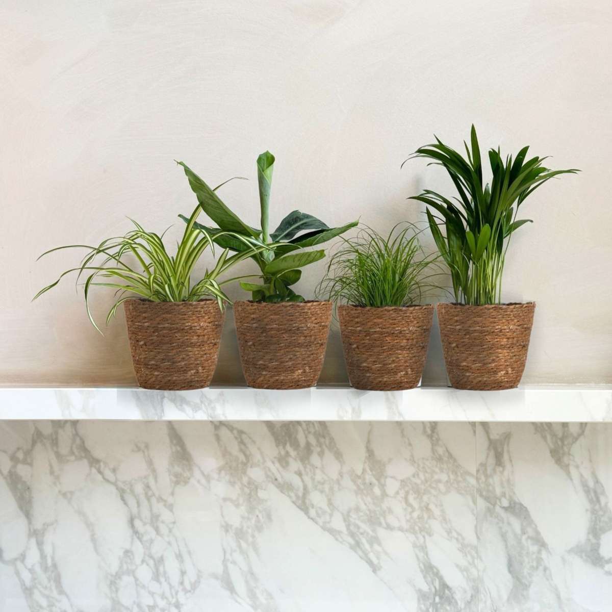 Plante sigure animale - Set 4 coșuri - Î.25-40cm - ⌀12cm