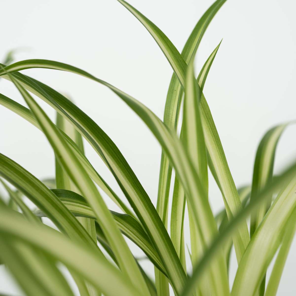 Plante sigure animale - Set 4 coșuri - Î.25-40cm - ⌀12cm