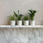 Animale prietenoase - 4 buc - Pet Friendy Mix - Înălţime 25-40cm - ⌀12cm