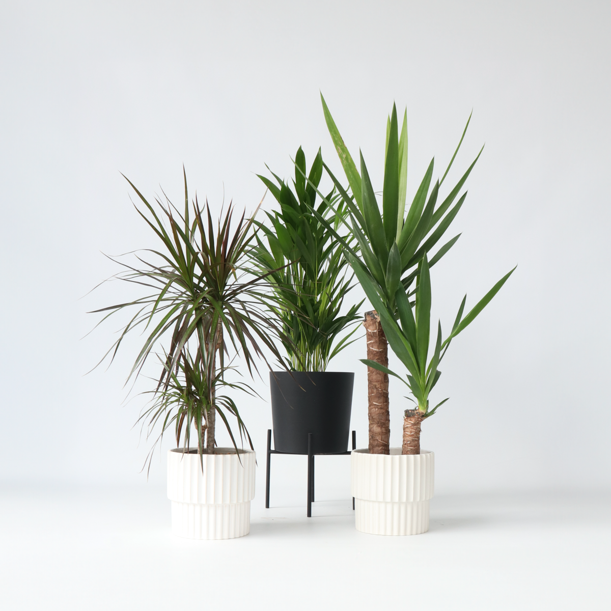 Set de palmieri de interior - 3 buc - Indoor Palmmix XL - În. 70-90cm - ⌀17cm