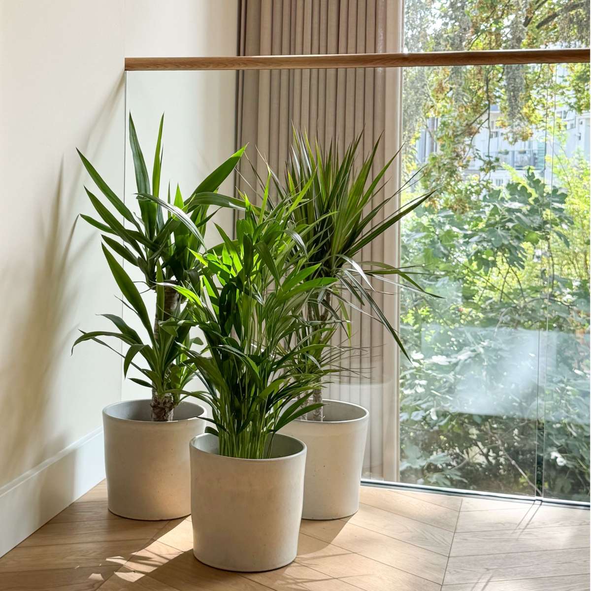 Set de palmieri de interior - 3 buc - Indoor Palmmix XL - În. 70-90cm - ⌀17cm