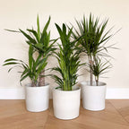 Set de palmieri de interior - 3 buc - Indoor Palmmix XL - În. 70-90cm - ⌀17cm