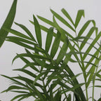 Set de palmieri de interior - 3 buc - Indoor Palmmix XL - În. 70-90cm - ⌀17cm
