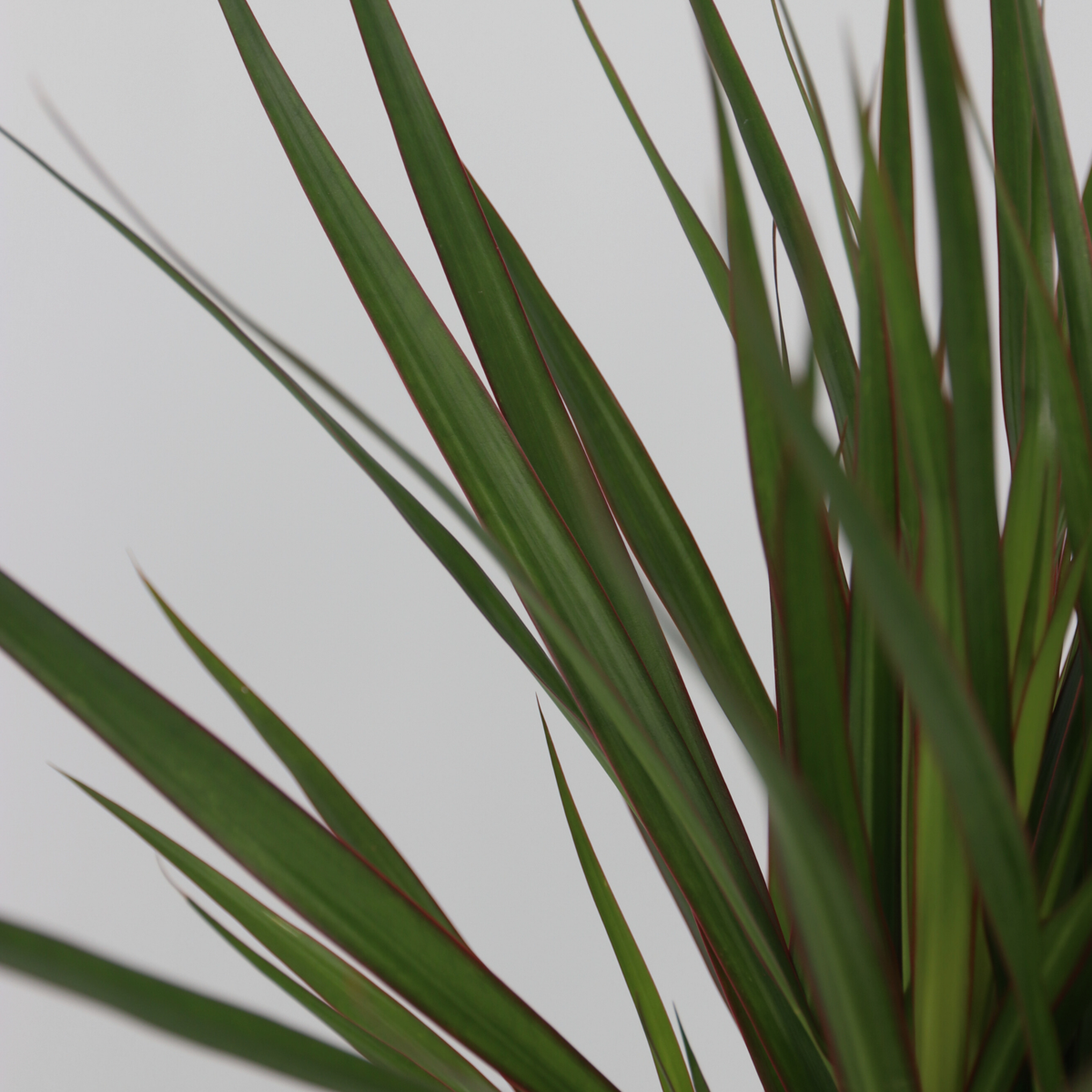 Set de palmieri de interior - 3 buc - Indoor Palmmix XL - În. 70-90cm - ⌀17cm