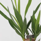 Mix Mini Palm - 3 buc - Mini Indoor Palm Mix - Înălţime 25-40cm - ⌀12cm