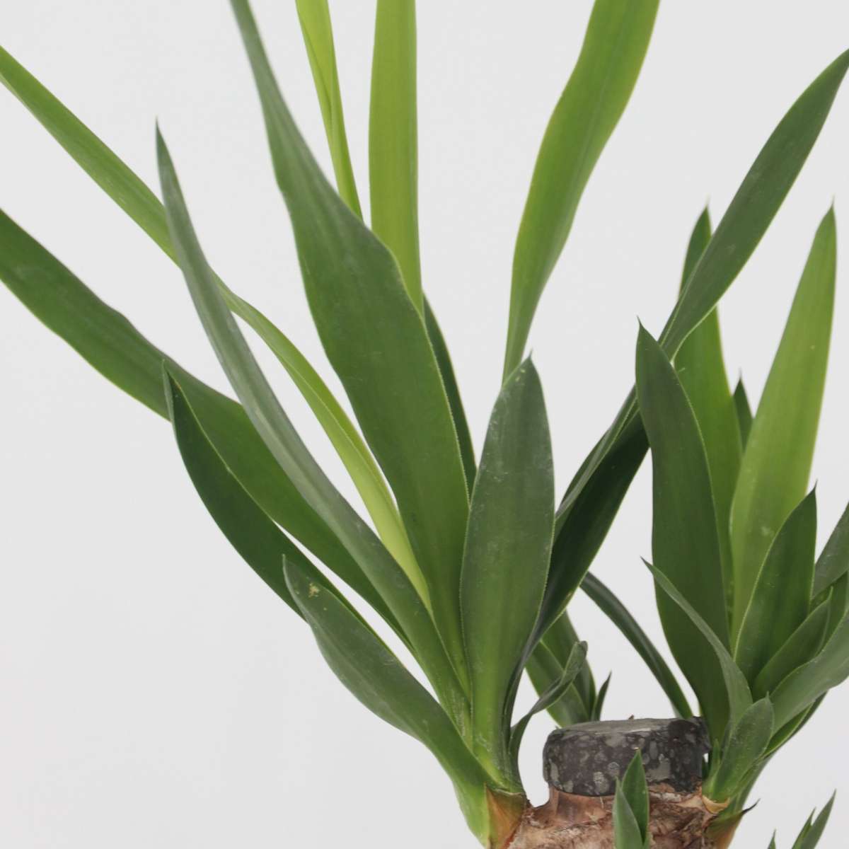 Mix Mini Palm - 3 buc - Mini Indoor Palm Mix - Înălţime 25-40cm - ⌀12cm