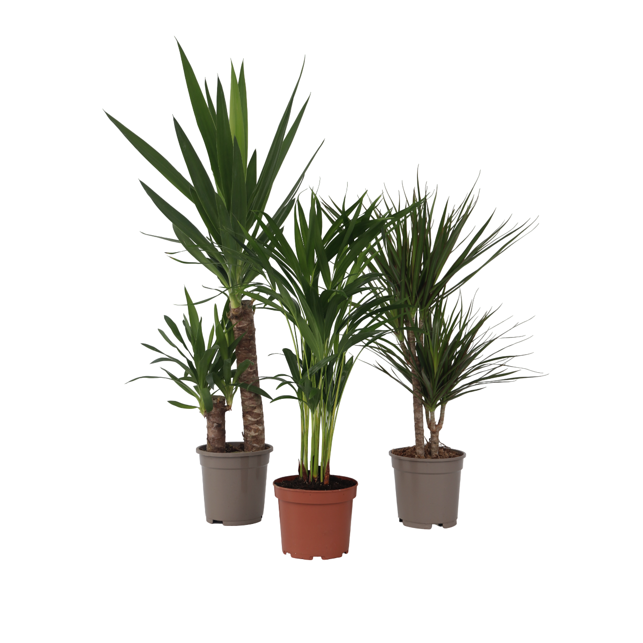 Set de palmieri de interior - 3 buc - Indoor Palmmix XL - În. 70-90cm - ⌀17cm