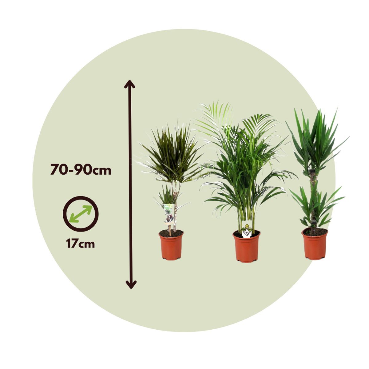 Set de palmieri de interior - 3 buc - Indoor Palmmix XL - În. 70-90cm - ⌀17cm