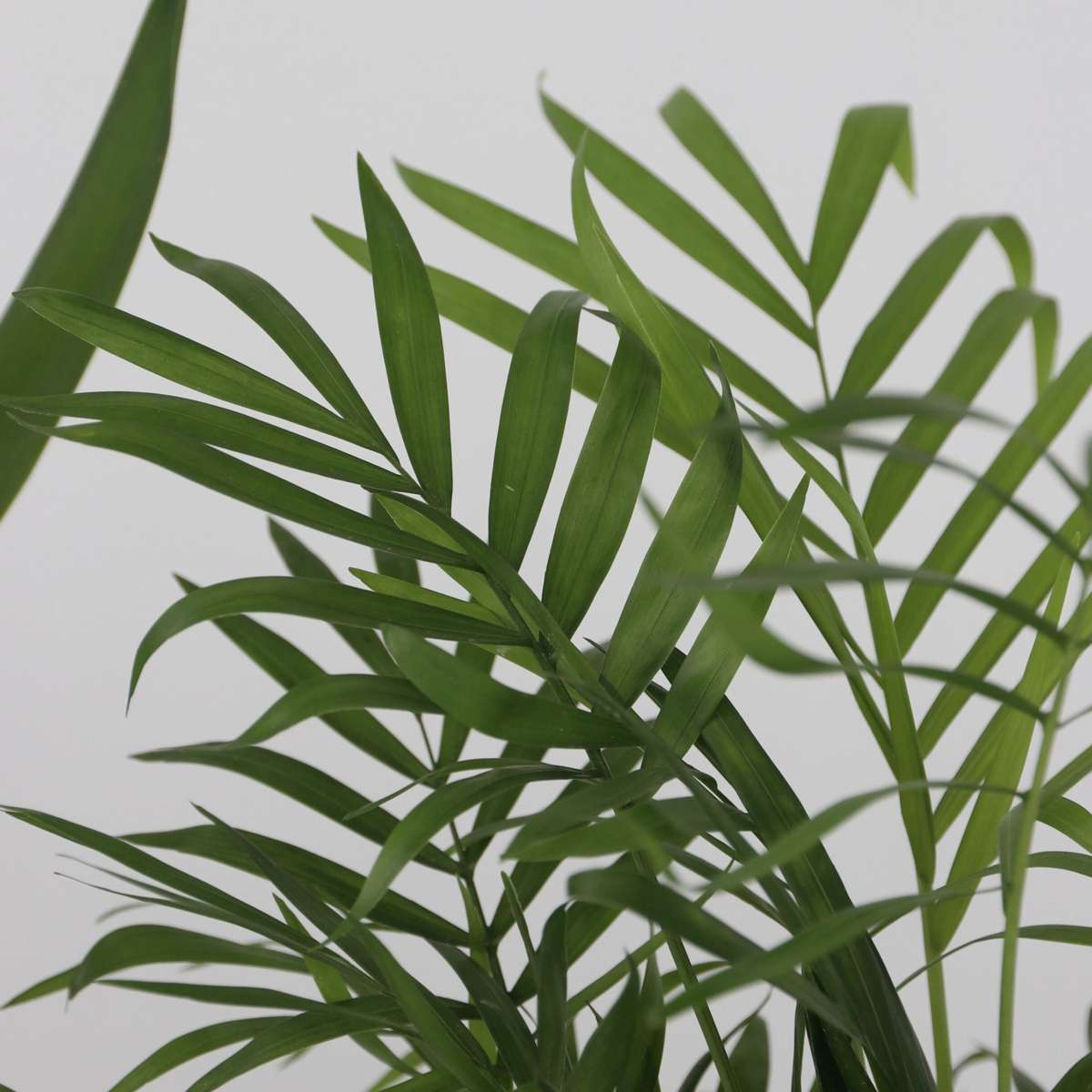 Set de 3 mini palmieri cu coșuri - Înălțime 25-40cm - ⌀12cm