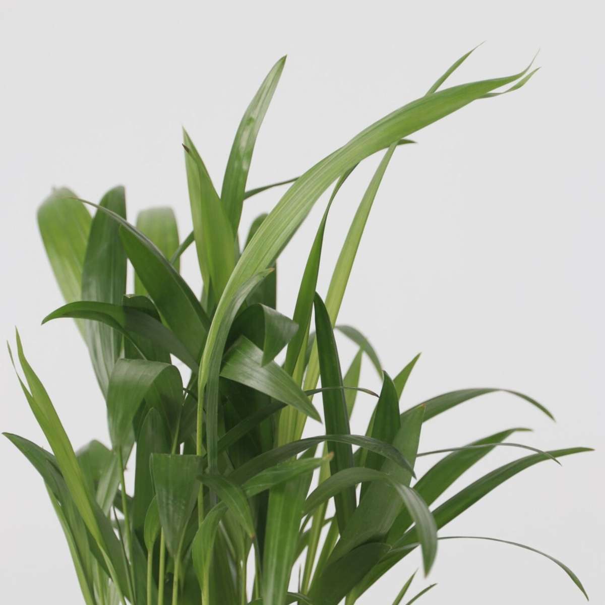 Set de 3 mini palmieri cu coșuri - Înălțime 25-40cm - ⌀12cm