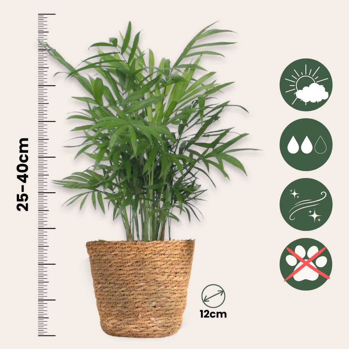 Set de 3 mini palmieri cu coșuri - Înălțime 25-40cm - ⌀12cm