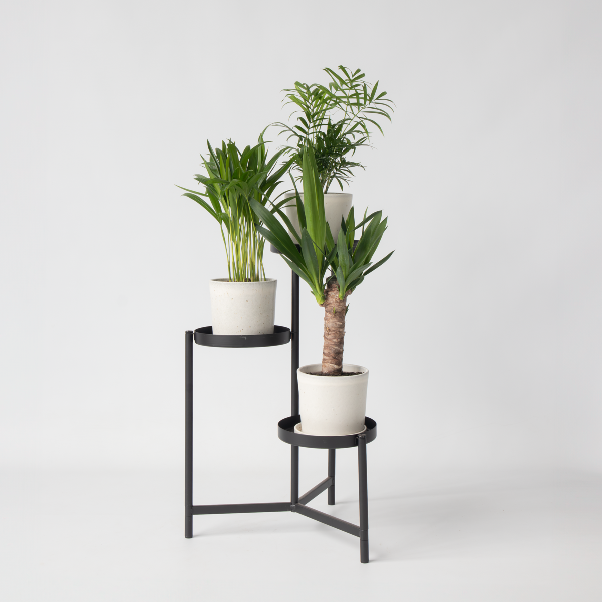 Mix Mini Palm - 3 buc - Mini Indoor Palm Mix - Înălţime 25-40cm - ⌀12cm