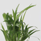 Mix Mini Palm - 3 buc - Mini Indoor Palm Mix - Înălţime 25-40cm - ⌀12cm