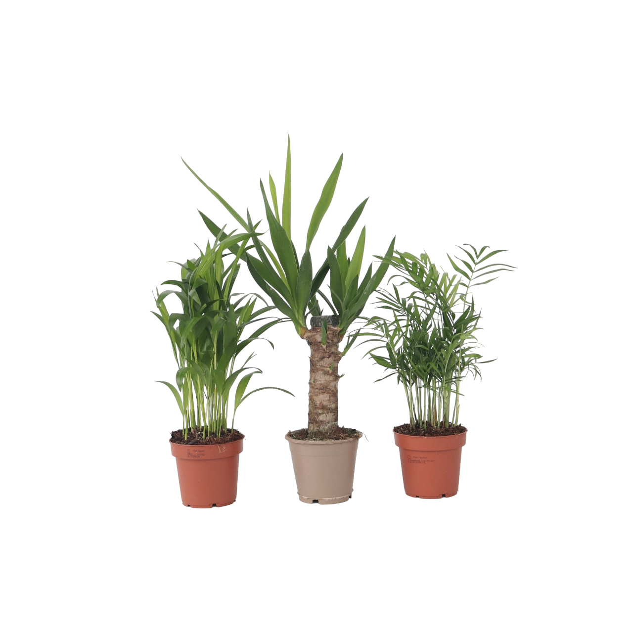 Mix Mini Palm - 3 buc - Mini Indoor Palm Mix - Înălţime 25-40cm - ⌀12cm