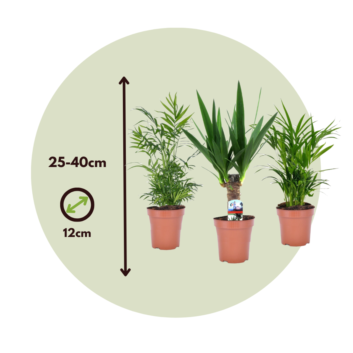 Mix Mini Palm - 3 buc - Mini Indoor Palm Mix - Înălţime 25-40cm - ⌀12cm