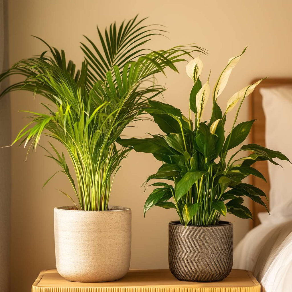Duo Verde - 2 buc - Spathiphyllum, Dypsis lutescens - Înălţime 60-75cm - ⌀17cm