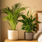 Duo Verde - 2 buc - Spathiphyllum, Dypsis lutescens - Înălţime 60-75cm - ⌀17cm