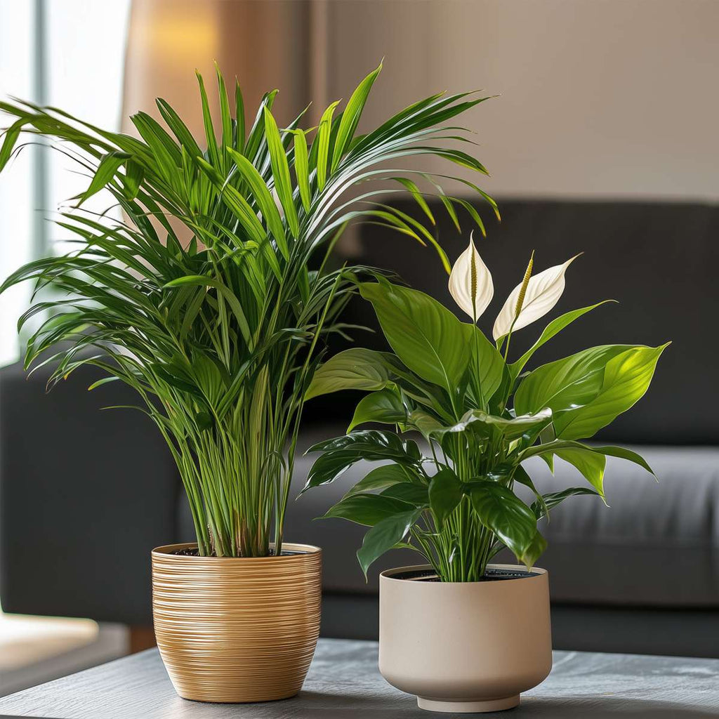 Duo Verde - 2 buc - Spathiphyllum, Dypsis lutescens - Înălţime 60-75cm - ⌀17cm