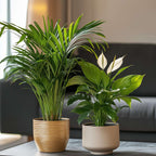 Duo Verde - 2 buc - Spathiphyllum, Dypsis lutescens - Înălţime 60-75cm - ⌀17cm