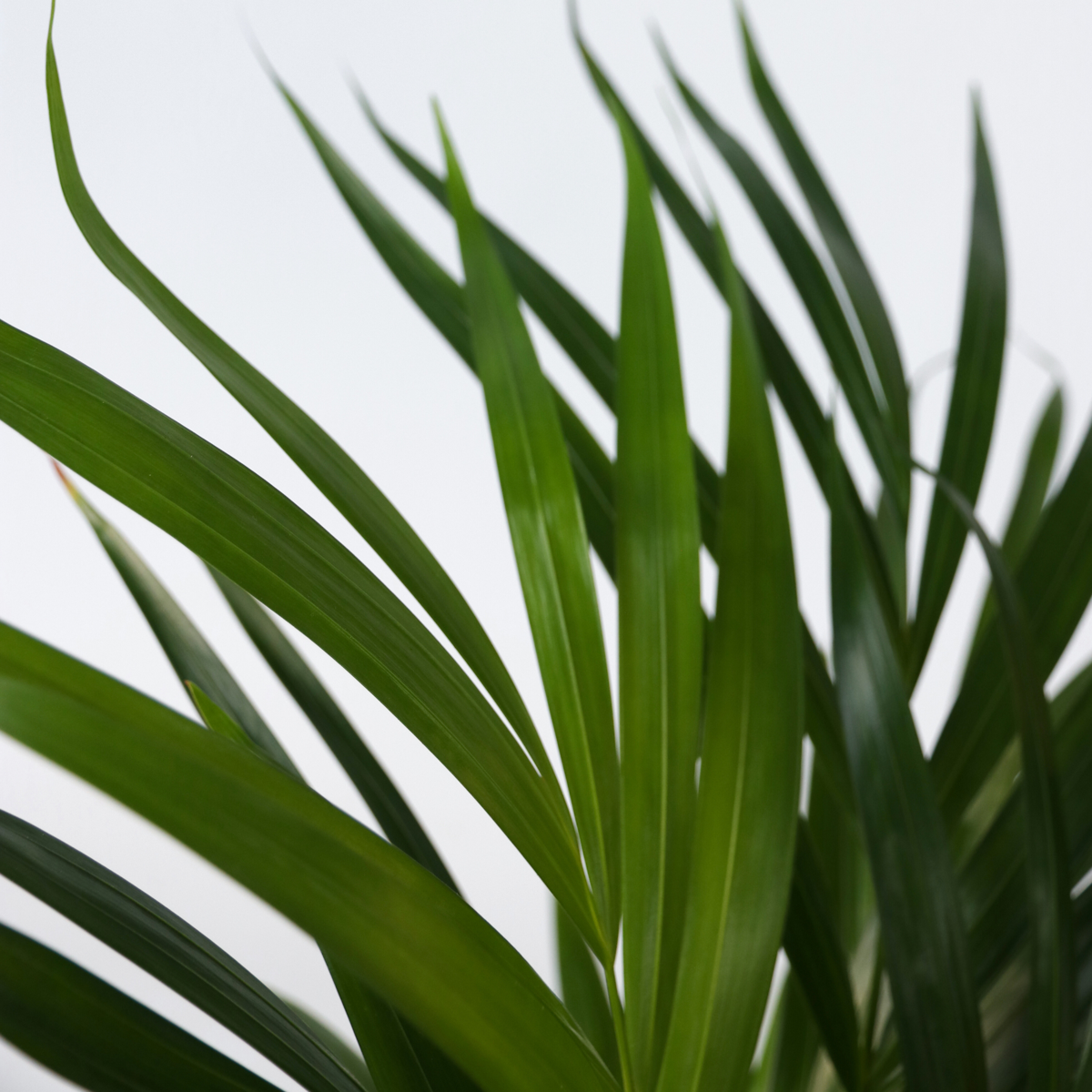 Duo Verde - 2 buc - Spathiphyllum, Dypsis lutescens - Înălţime 60-75cm - ⌀17cm