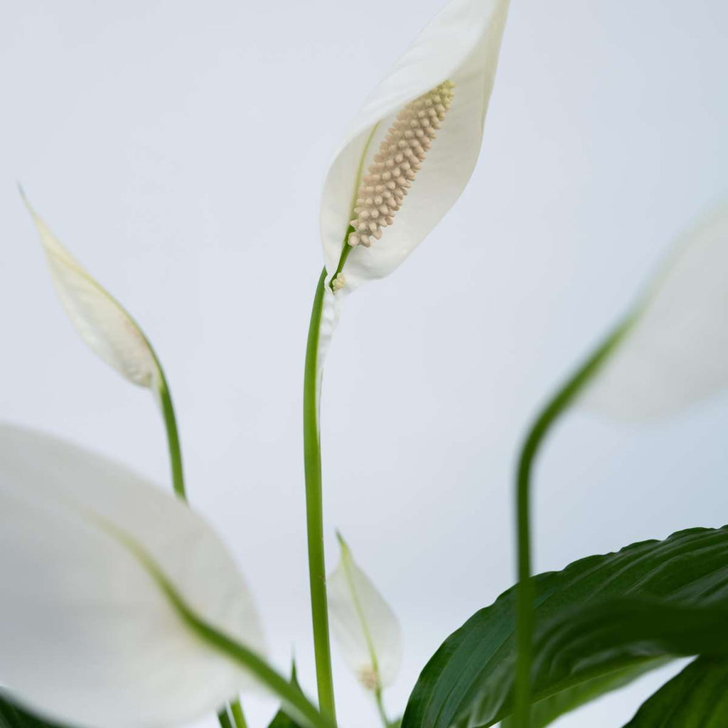 Duo Verde - 2 buc - Spathiphyllum, Dypsis lutescens - Înălţime 60-75cm - ⌀17cm