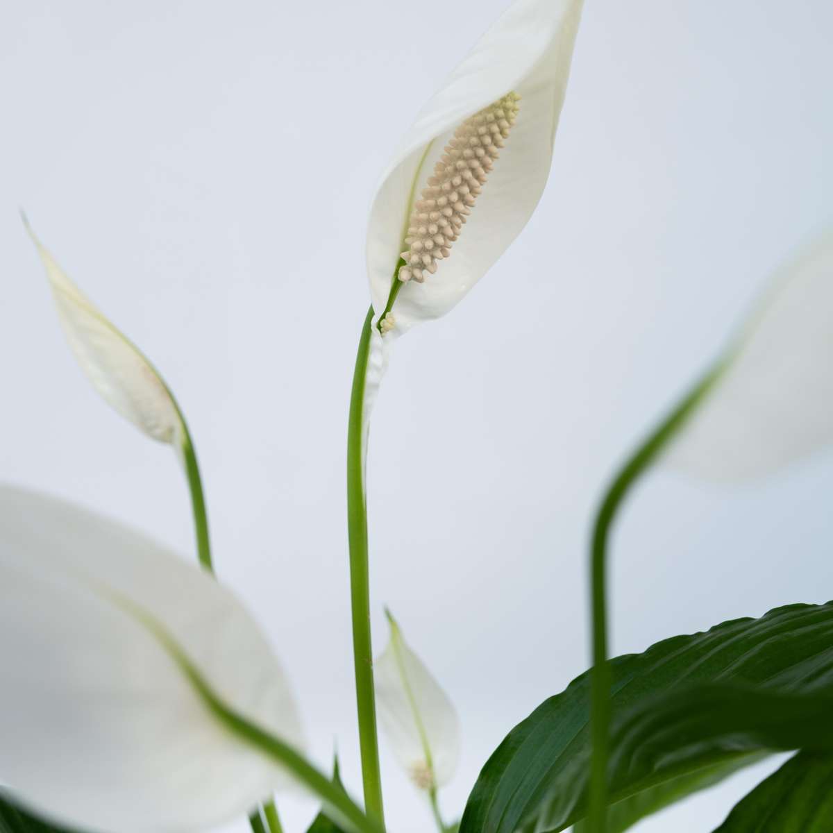 Duo Verde - 2 buc - Spathiphyllum, Dypsis lutescens - Înălţime 60-75cm - ⌀17cm