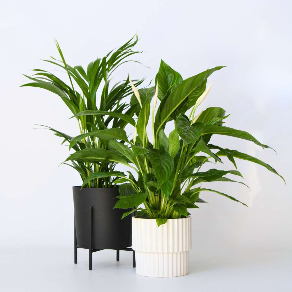 Duo Verde - 2 buc - Spathiphyllum, Dypsis lutescens - Înălţime 60-75cm - ⌀17cm