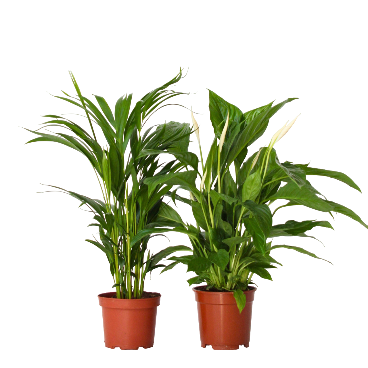 Duo Verde - 2 buc - Spathiphyllum, Dypsis lutescens - Înălţime 60-75cm - ⌀17cm