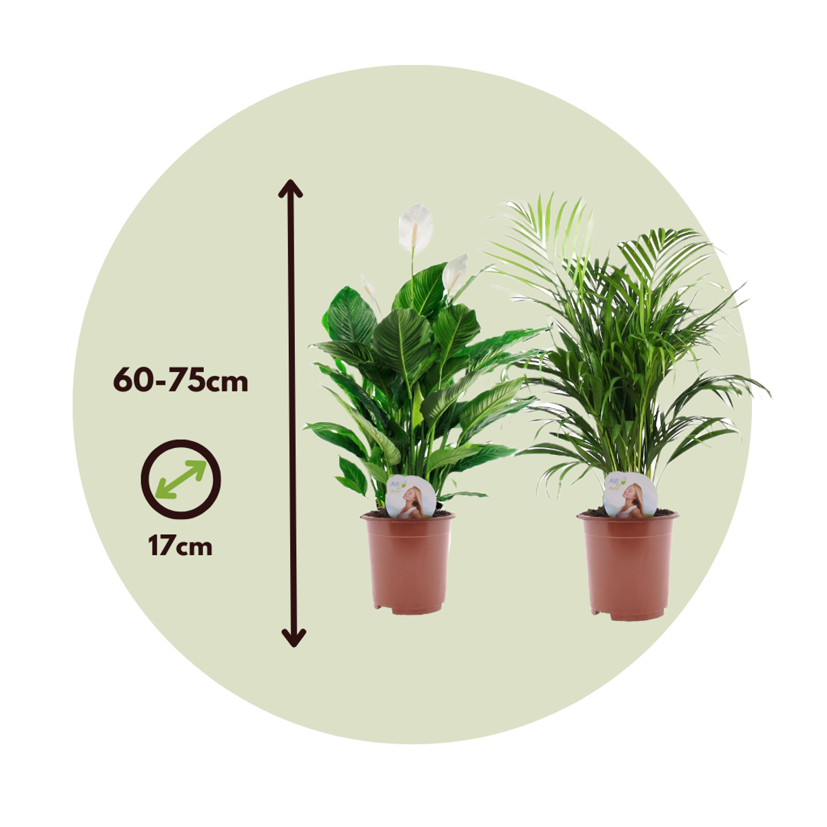 Duo Verde - 2 buc - Spathiphyllum, Dypsis lutescens - Înălţime 60-75cm - ⌀17cm
