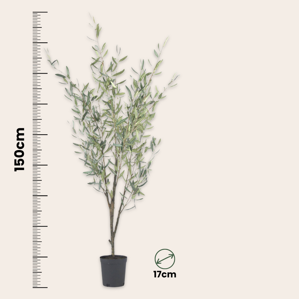 Măslin artificial - Înălțime 150cm