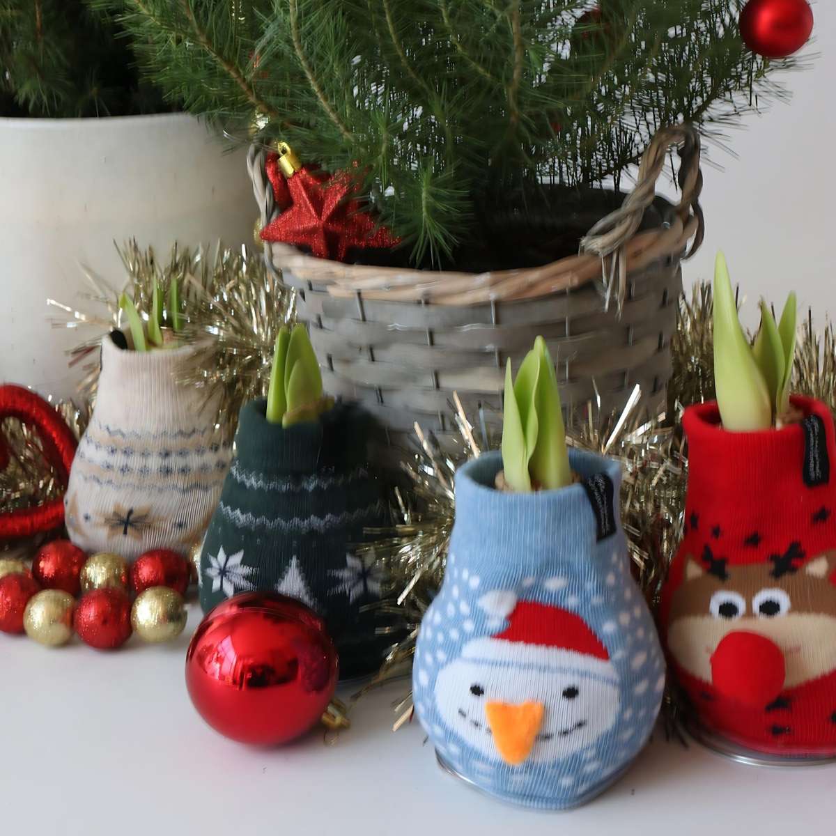 Crin de cameră - Amaryllis - 3 buc - Hippeastrum 'Xmas Sweater Mix' - Roşu