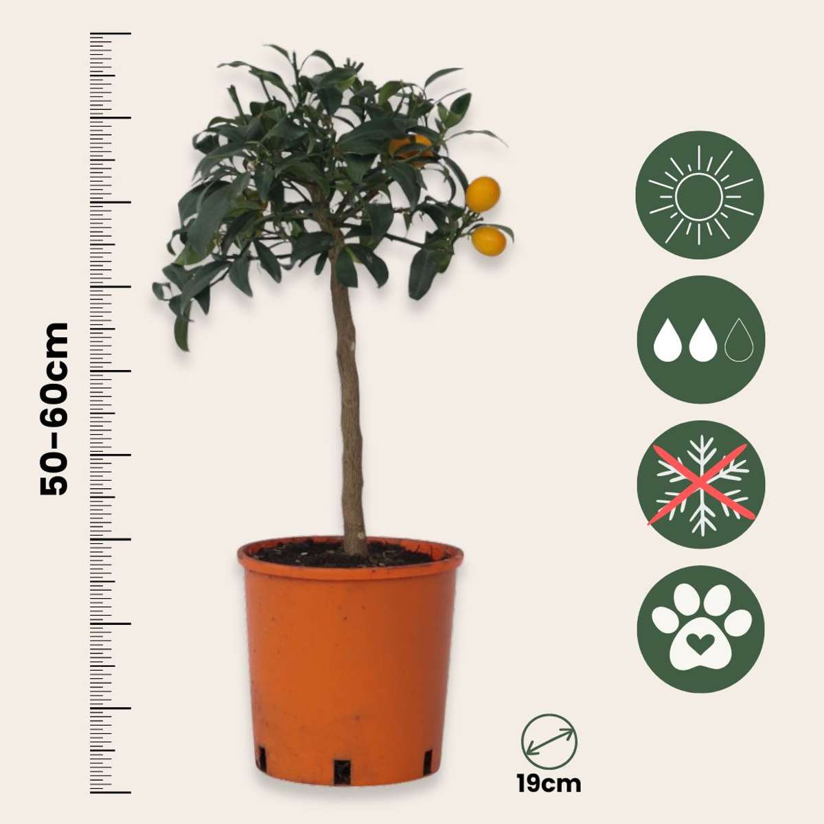 Portocal - Citrus microcarpa fortunella 'Kumquat' - Înălţime 50-60cm - ⌀19cm