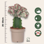 Cactus Coral - 2 buc - Euphorbia 'Lactea' - Înălţime 25-30cm - ⌀12cm