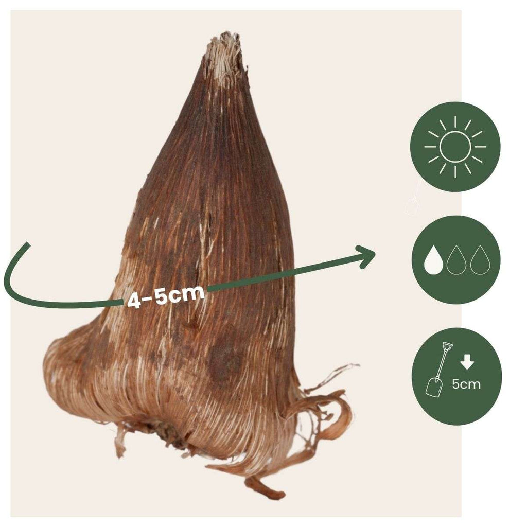 Amestecul Frezie - 40 buc - Freesia Mix - Bulbi de flori