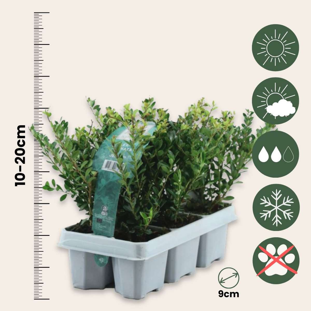 Laur japonez - 48 buc - Ilex crenata 'Jenny' - Înălţime 10-20cm - ⌀9cm