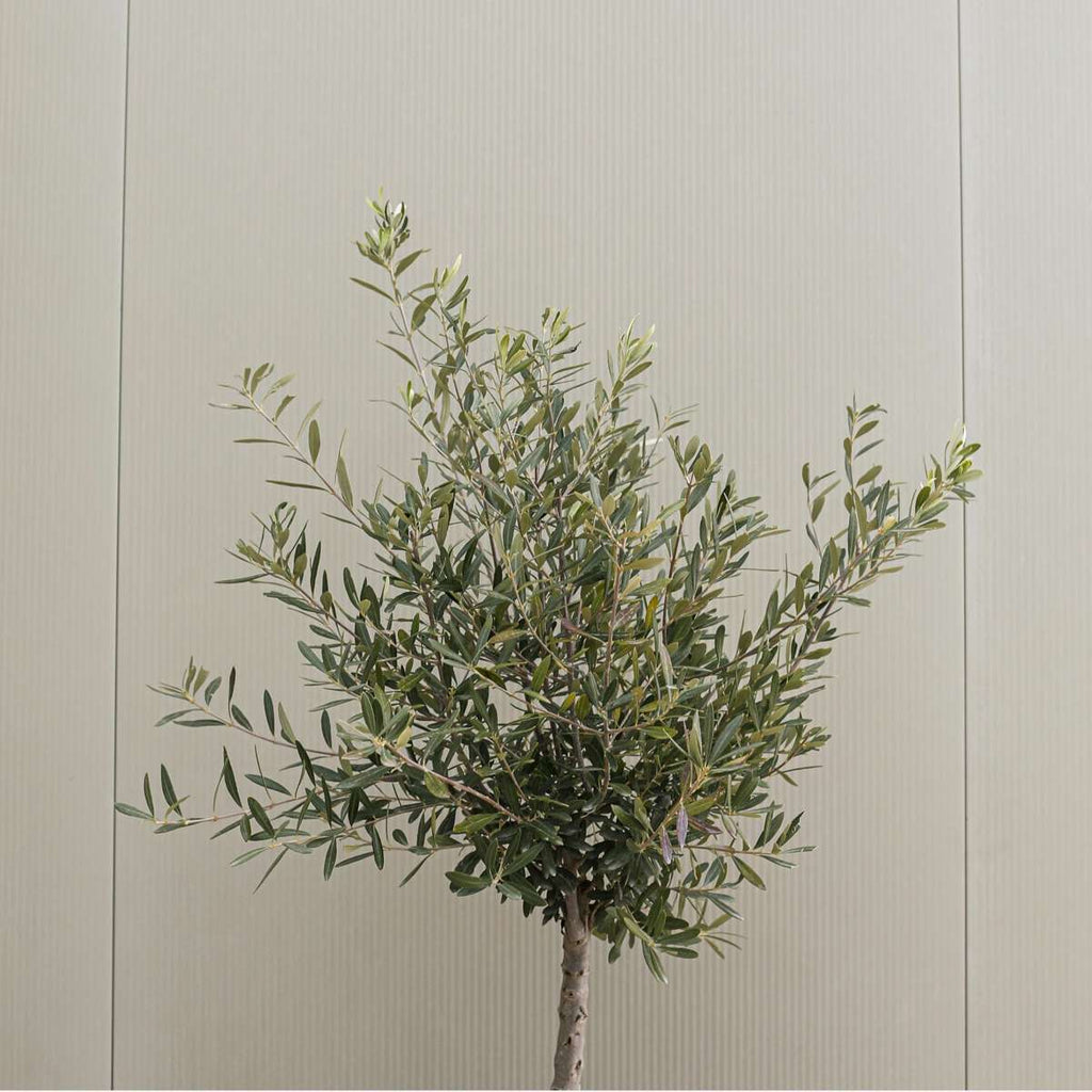 Măslin - 2 buc - Olea europaea - Înălţime 80-90cm - ⌀19cm