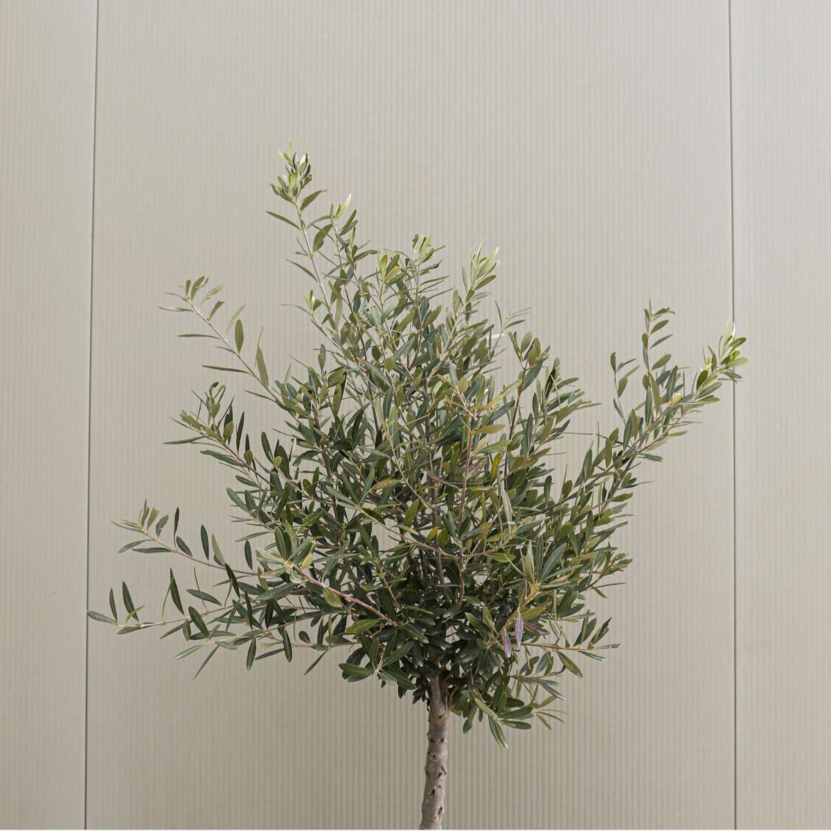 Măslin - Olea europaea - Înălţime 90-100cm - ⌀21cm