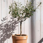 Măslin - Olea europaea - Înălţime 80-90cm - ⌀19cm