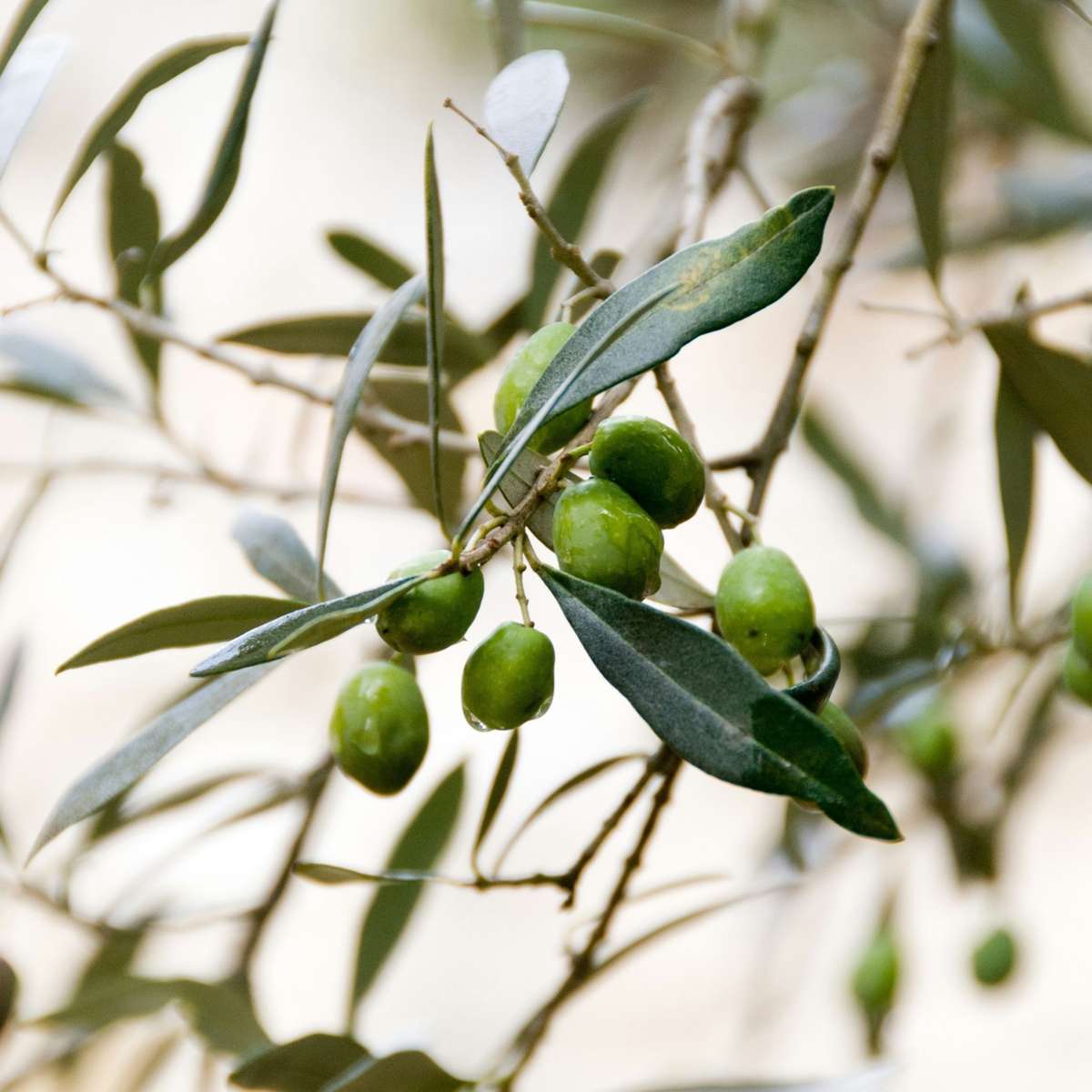 Măslin - Olea europaea - Înălţime 90-100cm - ⌀21cm