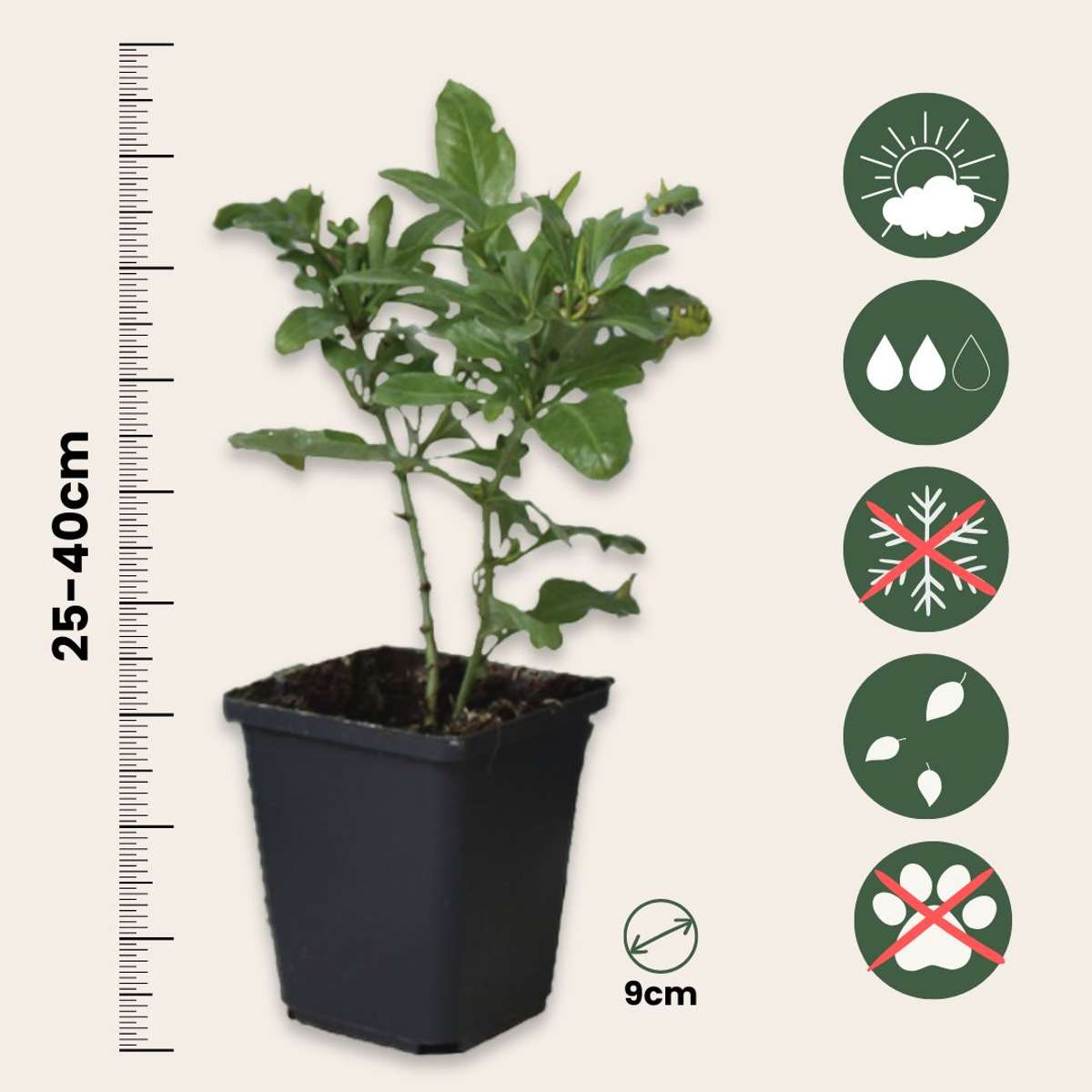 Floarea de plumb - 3 buc - Plumbago auriculata - Înălţime 25-40cm - ⌀9cm